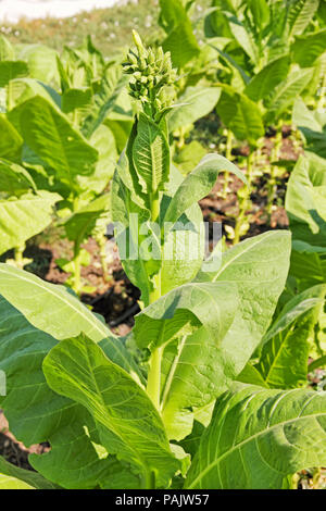 Tabak blühen auf der Plantage, Nahaufnahme. Stockfoto