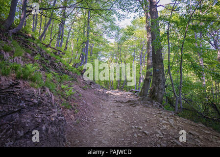 Wald in Wolosate Dorf - Wanderweg zu Tarnica Peak im Bieszczady-gebirge im südlichen Polen, Anzeigen aus einem Pfad Tarnica peak Stockfoto