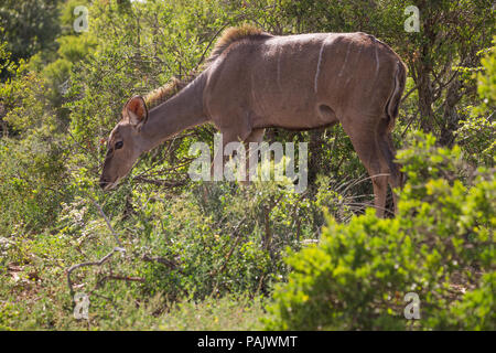 Eine weibliche Kudus Antilope (Tragelaphus strepsiceros) essen oder Fütterung in der freien Wildbahn Addo Elephant National Park in Südafrika Stockfoto