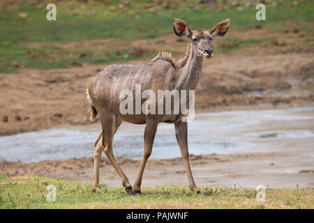 Eine weibliche Kudus Antilope (Tragelaphus strepsiceros) steht an einem Wasserloch oder Wasserloch in Addo Elephant National Park in Südafrika Stockfoto