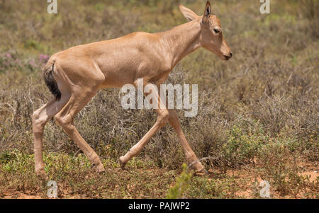 Ein Rotes Hartebeest (Alcelaphus buselaphus caama) Kalb oder kleine Baby Antilope läuft bis zu fangen Stockfoto
