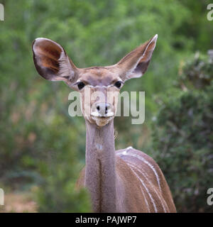 Weibliche Kudus (Tragelaphus strepsiceros) Antilope portrait quadratischen Bild Addo Elephant National Park, Eastern Cape, Südafrika Stockfoto