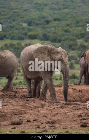 Ein Elefant (Loxodonta africana) abgedeckt und Überzog in trockenen Schlamm stehen am Rand von einem Wasserloch im Addo Elephant National Park, Südafrika Stockfoto