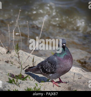 Eine Taube auf dem Fluss Küste Makrofotografie Stockfoto