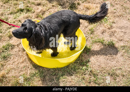 Wales, Großbritannien. Einen schwarzen spaniel Abkühlung durch ständigen in eine Schüssel mit Wasser während der Hitzewelle im Sommer 2018 Stockfoto