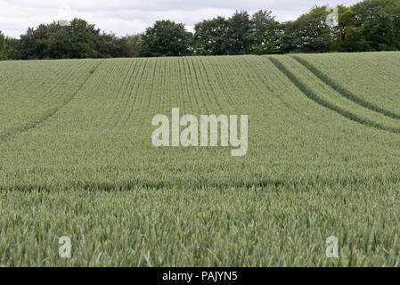 Anzeigen der Zeilen eines gesunden Winterweizen Ernte in Blüte grün Ohr in einem rollenden Feld mit fahrgassen, Berkshire, Juni Stockfoto