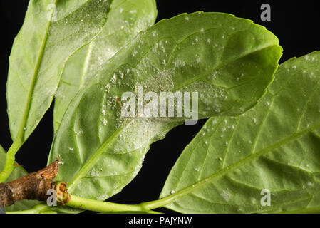 Mehltau, Podosphaera pannosa oder Tridactyla, bei Cherry Laurel leaf Unterseiten in einem Garten Hecke, Juli Stockfoto