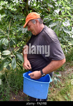 Wanderarbeiter aus Osteuropa, hauptsächlich Bulgarisch/Rumänisch, in einem Cherry Orchard, Blackmoor Farm, Blackmoor, Hampshire, UK. 21. Juli 2018. Stockfoto