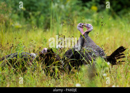 Eine Herde von männlichen wild Eastern Truthühner Meleagris gallopavo, kämpfen für die Dominanz der Herde in den Adirondack Mountains, NY, USA Stockfoto