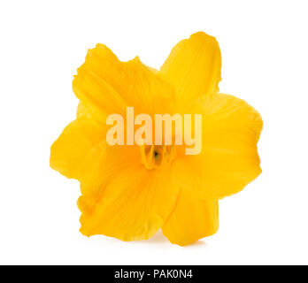 Frische gelbe Freesia Blumen auf weißem Hintergrund. Stockfoto