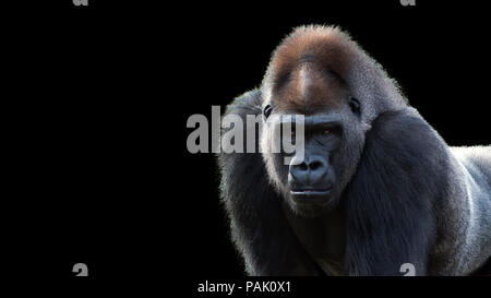 Porträt einer Silverback Gorilla, Blickkontakt auf schwarzem Hintergrund Stockfoto