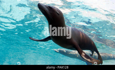 Seelöwen und Robben Schwimmen unter Wasser Stockfoto