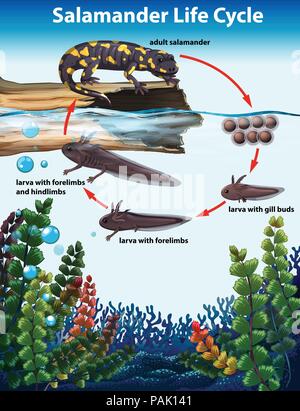 Salamander life cycle Konzept Abbildung Stock Vektor