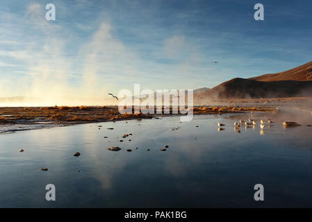 Vögel über Dampfenden Federn fliegen. Termas de Polques (Thermalbad) innerhalb von Eduardo Avaroa National Reserve. Bolivien, Südamerika Stockfoto