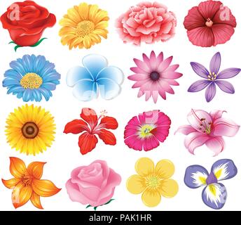 Eine Reihe von schönen Blumen Abbildung Stock Vektor