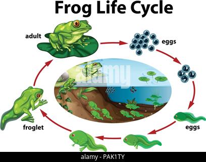 Ein Frosch Lebenszyklus Abbildung Stock Vektor