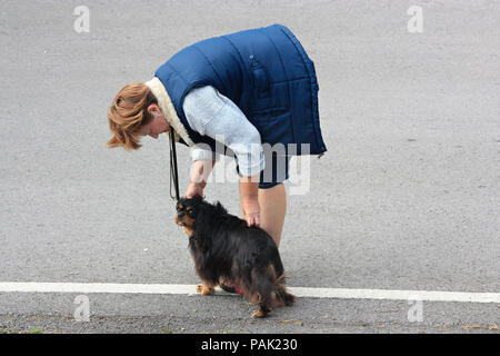 Lady Hundehalter nach unten biegen Sie King Charles Spaniel Hub zu Hub Stockfoto