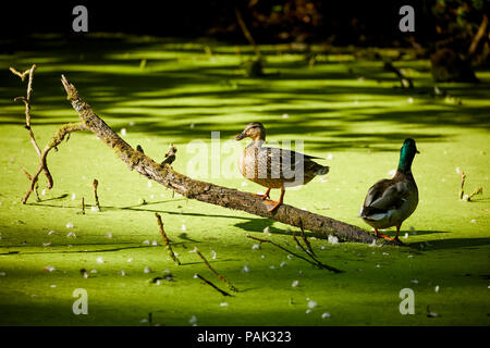 Chelford Gemeinde in Cheshire, England. Enten in der blossen Erholungsgebiet im Dorf Stockfoto