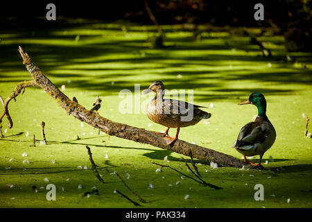 Chelford Gemeinde in Cheshire, England. Enten in der blossen Erholungsgebiet im Dorf Stockfoto
