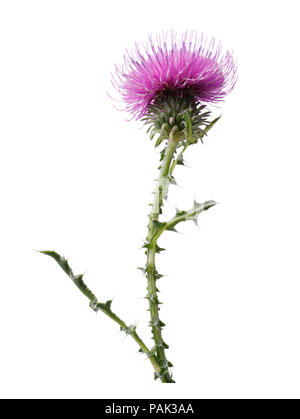 Cirsium Arvense Blume isoliert auf weißem Hintergrund Stockfoto