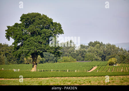 Chelford Gemeinde im Cheshire, Felder in den ländlichen Dorf Stockfoto