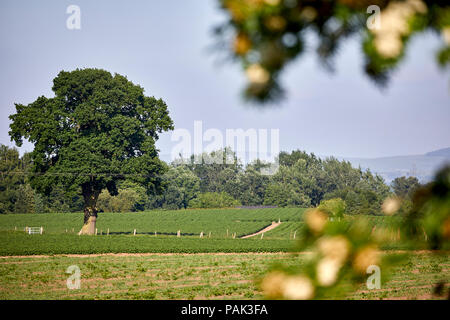 Chelford Gemeinde im Cheshire, Felder in den ländlichen Dorf Stockfoto