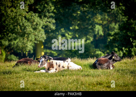 Chelford Gemeinde im Cheshire, Felder in den ländlichen Dorf Stockfoto