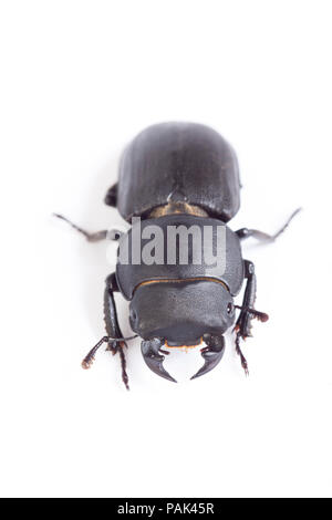 Ein Mann weniger Hirschkäfer, Dorcus parallelipipedus, in North Dorset gefunden und fotografiert auf einem weißen Hintergrund vor der Freigabe. England UK GB Stockfoto