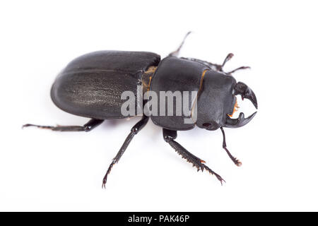 Ein Mann weniger Hirschkäfer, Dorcus parallelipipedus, in North Dorset gefunden und fotografiert auf einem weißen Hintergrund vor der Freigabe. England UK GB Stockfoto