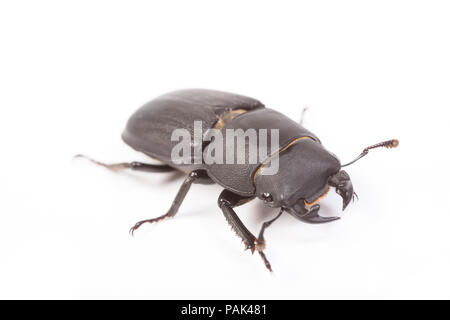 Ein Mann weniger Hirschkäfer, Dorcus parallelipipedus, in North Dorset gefunden und fotografiert auf einem weißen Hintergrund vor der Freigabe. England UK GB Stockfoto