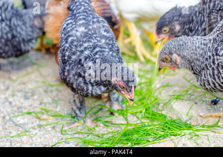 Schwarze und weiße oder graue Küken picken Gras in einem ländlichen Bauernhof an einem sonnigen Tag vorschlagen gewachsener Geflügel Stockfoto