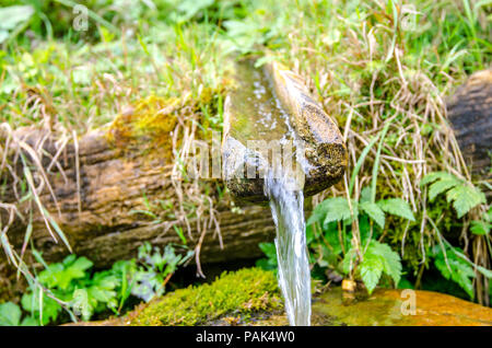 Quellwasser aus einem Holz Ausgießer mit frischen grünen Pflanzen auf dem Hintergrund in einer natürlichen unberührten Gegend Stockfoto