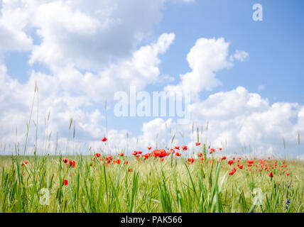 Mohn Blumen auf einem landwirtschaftlichen Bereich mit einem frischen lebhaften Aussehen und einen schönen, sonnigen bewölkt blauer Himmel auf dem Hintergrund einer schönen landsca Stockfoto