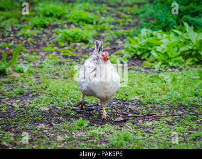 Weißes Huhn Wandern auf dem grünen Rasen mit einem Blick in die ländliche Landschaft Garten vorschlagen gewachsener heimische Vogel Stockfoto