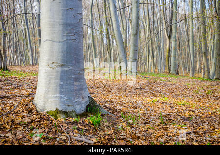 Wald Bäume mit einen Blick Vorderansicht an einer Eiche base mit sauberem Rinde auf einen sonnigen Frühling Herbst Tag mit Blätter auf dem Boden und einem dens Pe Stockfoto