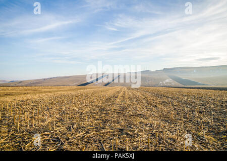 Abgeerntete Maisfeld mit bleibt von den Pflanzen auf einigen Flächen mit Hügeln und einem blauen Himmel an einem kalten Herbst Winter Tag Stockfoto