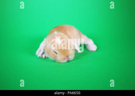 New Born Baby bunny Hasen Set Mini lop Stockfoto