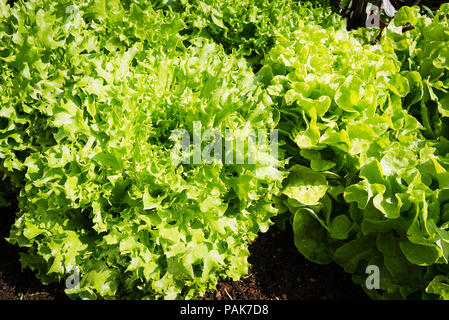 Zwei verschiedene Arten von loses Blatt Salat: Grün Batavische und Grünen Oakleaf in einer Pflanzmaschine zu Hause von kleinen Stecker Pflanzen in Deutschland angebaut Stockfoto