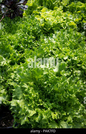 Kopfsalat Grün Batavische in einem Heim pflanzmaschine von jungen Pflanzen in einem Garten Center in UK gekauft gewachsen Stockfoto