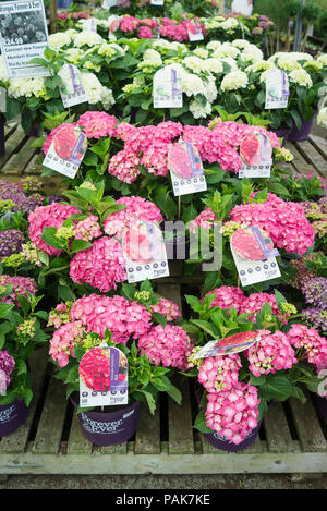 Eine Auswahl an kübelpflanzen Hortensie Pflanzen zum Verkauf von selbst Auswahl an einem Englischen Garten Center in Großbritannien Stockfoto