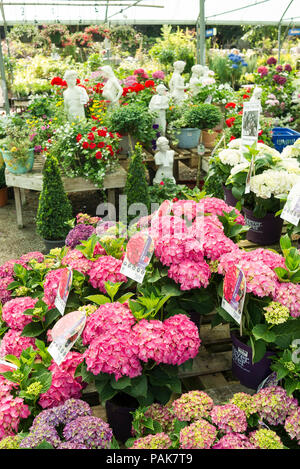 Eine Auswahl an kübelpflanzen Hortensie Pflanzen zum Verkauf von selbst Auswahl an einem Englischen Garten Center in Großbritannien Stockfoto