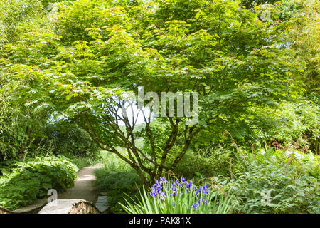 Acer japonicum Vitifolium zeigt seine Multi-verzweigten Formen und üppigen grünen Laub im Juni in Großbritannien Stockfoto