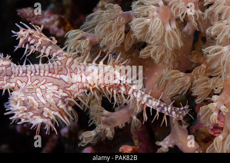 Ein paar verzierten oder Harlequin Geisterpfeifenfische, Solenostomus paradoxus, Komodo National Park, Indonesia. Stockfoto