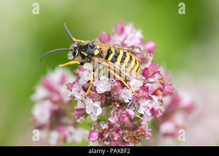 Stirlingshire, Schottland, Großbritannien. 23. Juli 2018. UK Wetter - eine Wespe ist in einer Regendusche in einer Stirlingshire Garten wie es auf majoran Blumen Kredit feeds gefangen: Kay Roxby/Alamy leben Nachrichten Stockfoto