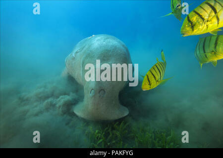 Juli 24, 2018 - Rotes Meer, Hermes Bay, Marsa Ala, Ägypten, Afrika - dugong oder Seekuh (Dugong dugon) essen Sea Grass (Credit Bild: © Andrey Nekrasov/ZUMA Draht/ZUMAPRESS.com) Stockfoto