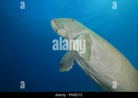 Juli 24, 2018 - Rotes Meer, Hermes Bay, Marsa Ala, Ägypten, Afrika - dugong oder Seekuh (Dugong dugon) an die Oberfläche steigt (Bild: © Andrey Nekrasov/ZUMA Draht/ZUMAPRESS.com) Stockfoto