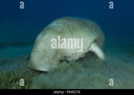 Juli 24, 2018 - Rotes Meer, Hermes Bay, Marsa Ala, Ägypten, Afrika - dugong oder Seekuh (Dugong dugon) essen Sea Grass (Credit Bild: © Andrey Nekrasov/ZUMA Draht/ZUMAPRESS.com) Stockfoto