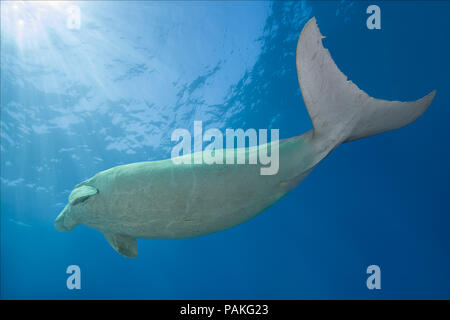 Juli 24, 2018 - Rotes Meer, Hermes Bay, Marsa Ala, Ägypten, Afrika - dugong oder Seekuh (Dugong dugon) an die Oberfläche steigt (Bild: © Andrey Nekrasov/ZUMA Draht/ZUMAPRESS.com) Stockfoto