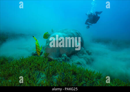 Juli 24, 2018 - Rotes Meer, Hermes Bay, Marsa Ala, Ägypten, Afrika - Weibliche scubadiver sieht auf Dugong oder Seekuh (Dugong dugon) essen Sea Grass (Credit Bild: © Andrey Nekrasov/ZUMA Draht/ZUMAPRESS.com) Stockfoto