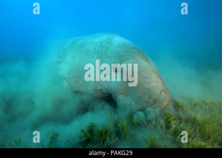 Juli 24, 2018 - Rotes Meer, Hermes Bay, Marsa Ala, Ägypten, Afrika - dugong oder Seekuh (Dugong dugon) essen Sea Grass (Credit Bild: © Andrey Nekrasov/ZUMA Draht/ZUMAPRESS.com) Stockfoto